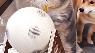 Heartwarming Mother Cat and Kittens! 3
