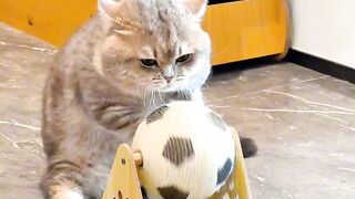 Cat Trying to Catch a Laser Pointer! 3