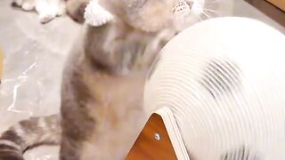Grumpy Cat Hates Monday Mornings! 3