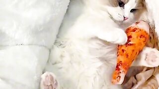 Invisible Maze Challenge for Cat! 3