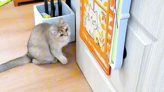 Cat Sliding into a Box like a Boss! 3