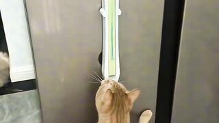 Cat Meowing at the Shower Water! 3