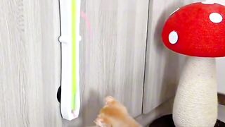 Cat Doing a Perfect Backflip! 3