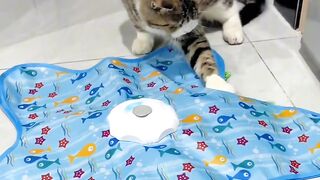 The Most Talkative Cat Ever! 🗣️ 3