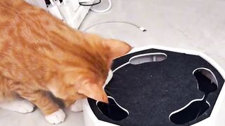 Clumsy Cat Falls off the Bed! 3