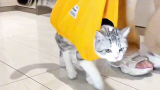 Cat Hates the New Vacuum Cleaner! 3