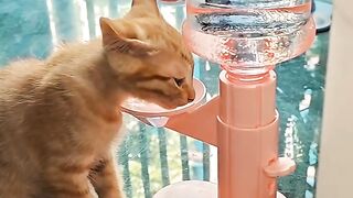 Cat Trying to Drink from a Water Bottle! 3