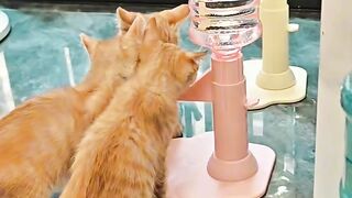 Cat Wakes up Owner at 4 AM! 3