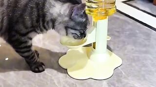 Cat Caught Stealing a Chicken Nugget! 3