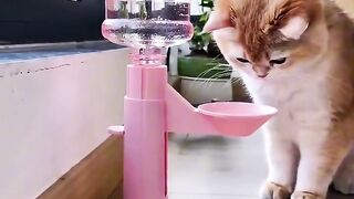 Cat Brings a Live Frog into the House! 3