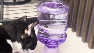 Kitten Tries to Intimidate a Big Dog! 3