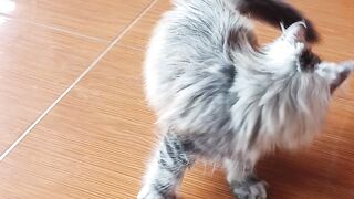 Anabul yang lagi aktif aktif nya