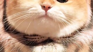 It's a tiger, but why is it such an adorable version? 🐯😂