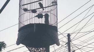 bird chirping