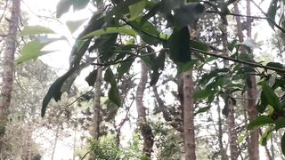 Beautiful forest 4