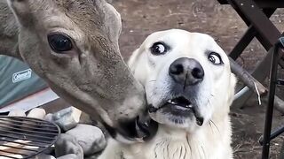 True Friendship Between a Deer and a Dog