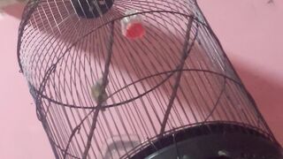 little bird chirping