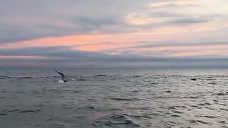 Senja 28