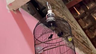 little hummingbird chirping