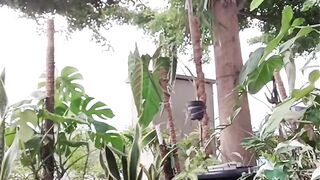 Transforming a Front Yard Tree with Beautiful Spanish Moss