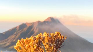 Edelweis dan Gunung