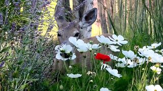 Nature’s Beauty: A Deer Surrounded by Blossoms