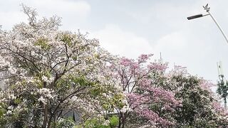 Spring in Cikini