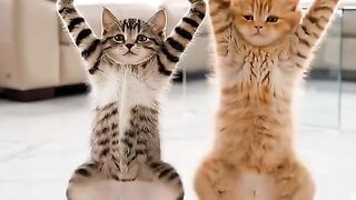 FUNNEST CAT DANCE TOO FUNNY CARTOON VIDEO