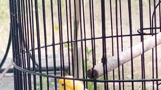 yellow canary singing