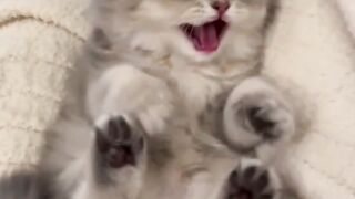 Caught staying up late playing on my phone, ended up getting checked by Mama Cat! 🤭🐾"