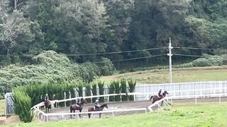horse training