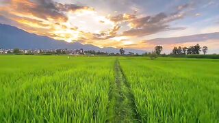 A Peaceful Rice Field View That Calms the Soul