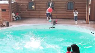 शानदार डॉलफिन शो | Taman Safari Indonesia