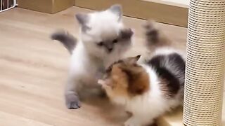 ​"Short walk style but run really fast! The behavior of these pets really makes the mood lift instantly 🤭💖