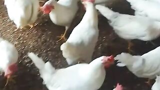 eggs eggs everywhere