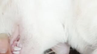 cat teeth