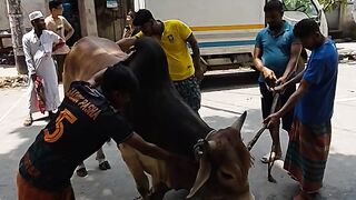 Eid ul adha's Cow | Kurbanir bishal goru