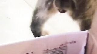 "Please 1001 reasons why the orange cat and his friends always act magically every day? 🐱