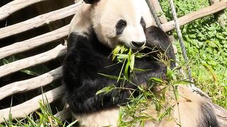 यारा पांडा बांस खाते हुए! 🐼