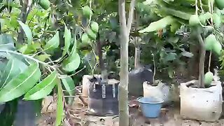 Mango fruite
