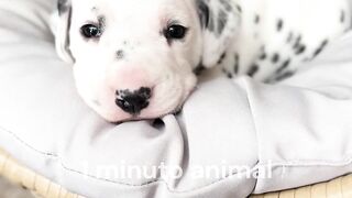 Dalmata