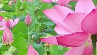 Beautiful nature 378