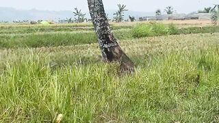 Green rice fields