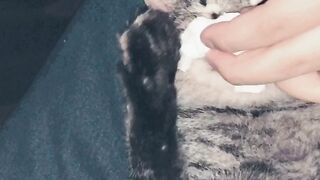 A Cute little cat 🐱 🐈