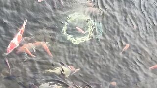 fish pond 3