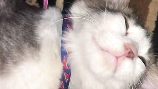 CUTEST THING EVER!!! 🐱👀