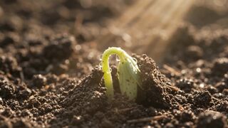 New Life Emerges