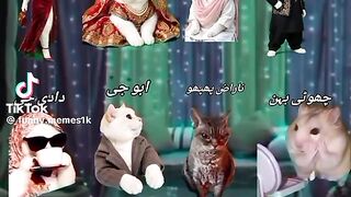 funny memes 52