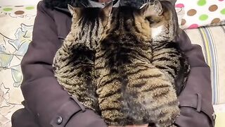 Try Not To Laugh: Impossible Cat Fails 2026! 😂