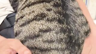The Cutest Kitten Video on the Internet! 🥺